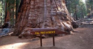 The President Tree